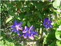 clematis